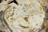 Polished Petrified Wood (Hickory) Round - Oregon #144664-1